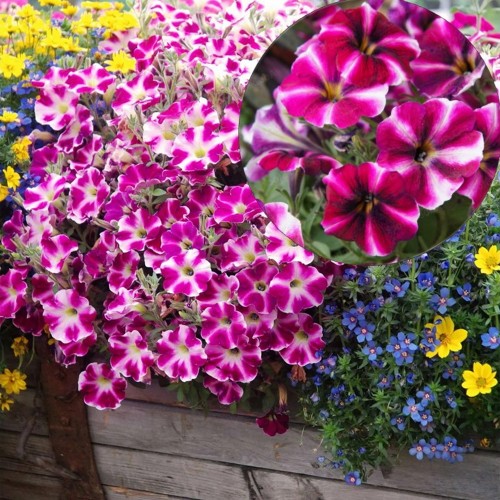 Petunia atkinsiana 'Cranberry Blast' - Petuunia 'Cranberry Blast'  